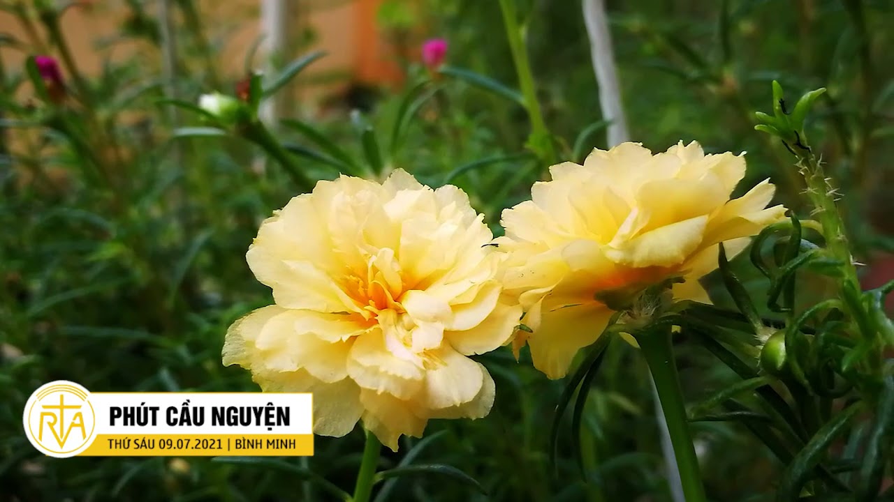 ĐỪNG NHƯ KẺ “VÔ THẦN THỰC HÀNH”