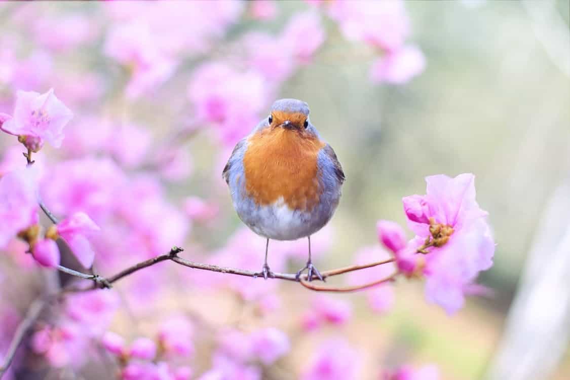 BỐN MÙA CUỘC SỐNG