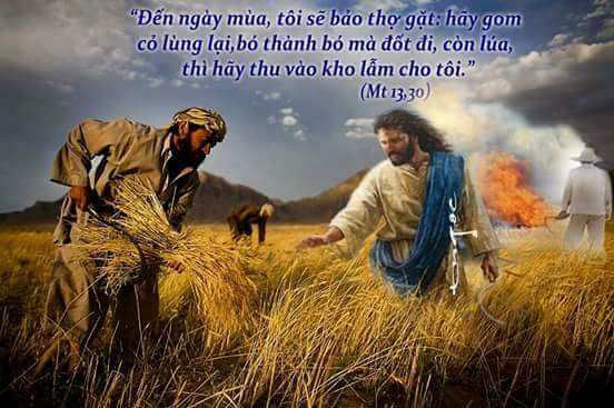 HÃY ĐỂ CỎ LÙNG VÀ LÚA MỌC LÊN ĐẾN MÙA GẶT