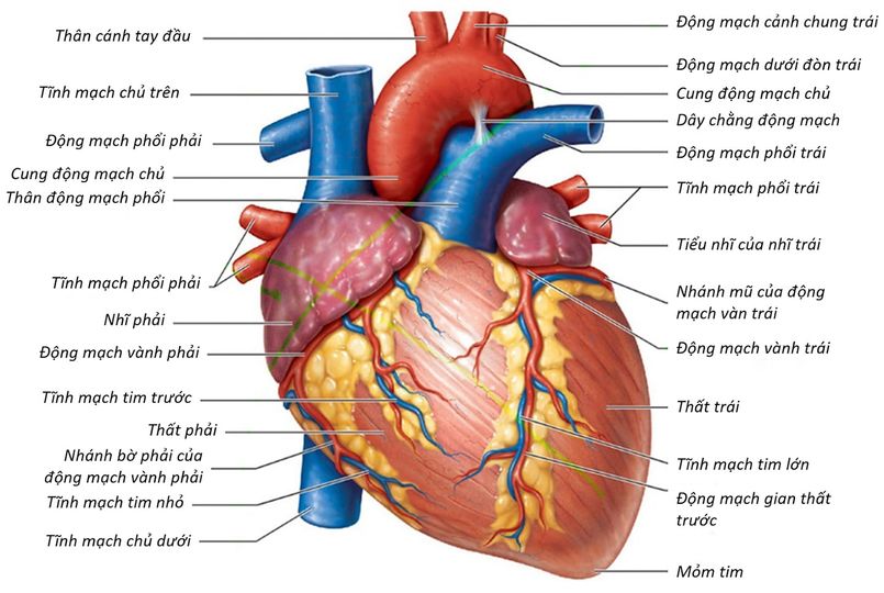 Đột tử - Ngừng tim đột ngột