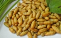 Dị ứng nhộng tằm, dùng thuốc gì?